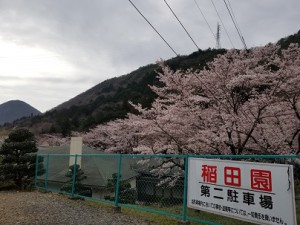 写真③　202204桜.jpg・掲載用